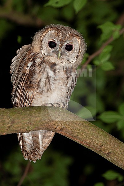 Juvenile Tawny Owl (Strix aluco) at night-time in Lyngby, North Zealand, Denmark stock-image by Agami/Helge Sorensen,