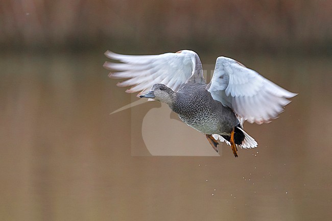 Gadwall; Anas strepera stock-image by Agami/Daniele Occhiato,