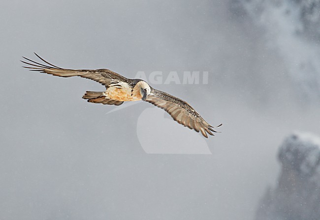 Volwassen Lammergier in de vlucht; Adult Bearded Vulture in flight stock-image by Agami/Markus Varesvuo,