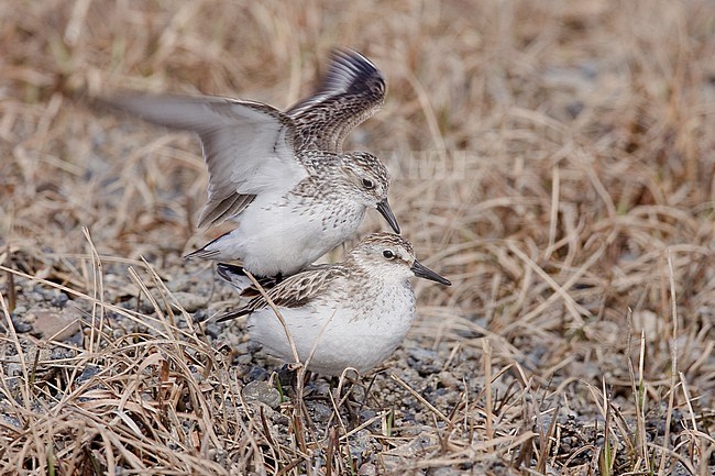 Parend Grijze Strandlopes, Mating Semipalmated Sandpipers stock-image by Agami/Brian E Small,