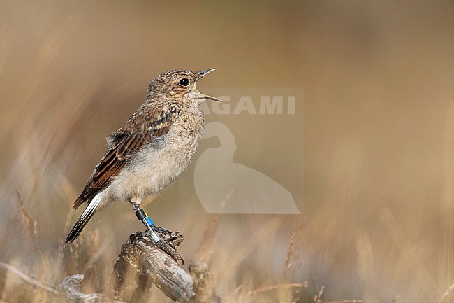 Tapuit geringd; Northern Wheatear banded stock-image by Agami/Harvey van Diek,