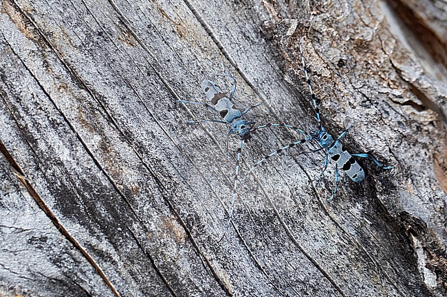 two Alpenboktors, Rosalia longicorns (Rosalia alpina) meeting on a Sycamore trunk stock-image by Agami/Mathias Putze,