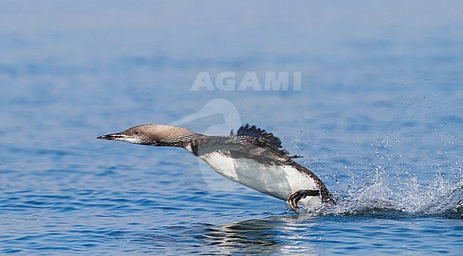 Arctic Loon - Prachttaucher - Gavia arctica ssp. arctica, Germany, adult moulting stock-image by Agami/Ralph Martin,