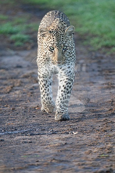 Leopard (Panthera pardus) walking on path stock-image by Agami/Caroline Piek,