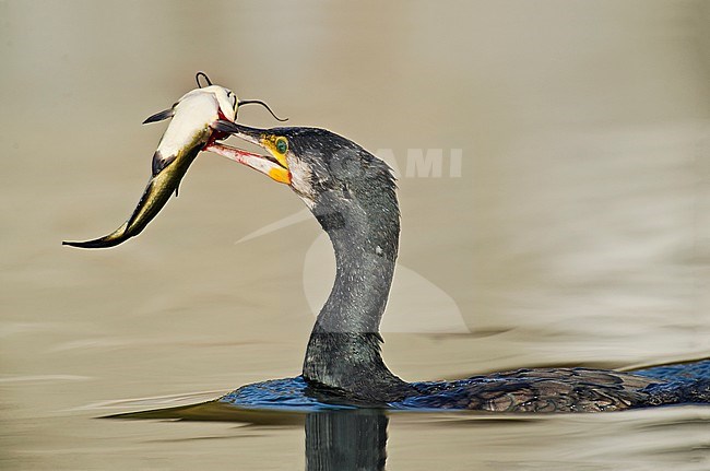 Great Cormorant, Aalscholver stock-image by Agami/Alain Ghignone,