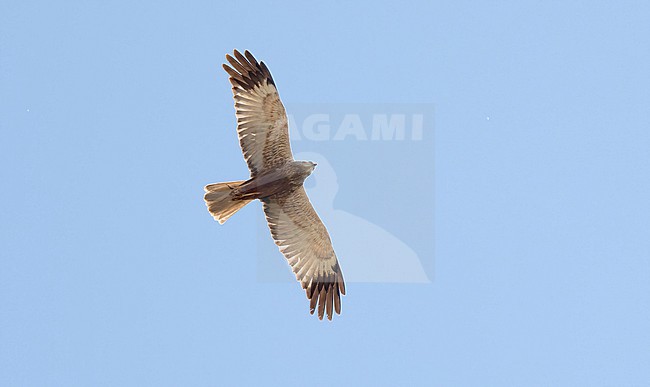 Western Marsh Harrier (Circus aeruginosus) adult male in flight, Texel stock-image by Agami/Roy de Haas,