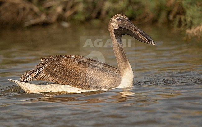 Immature Great White Pelican (Pelecanus onocrotalus) at Djoudj NP, Senegal stock-image by Agami/Eduard Sangster,