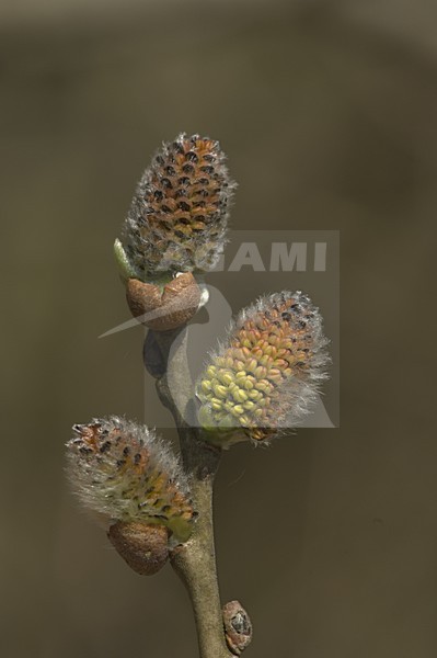 Flowering Willow catkins, Bloeiende Wilgenkatjes stock-image by Agami/Wil Leurs,