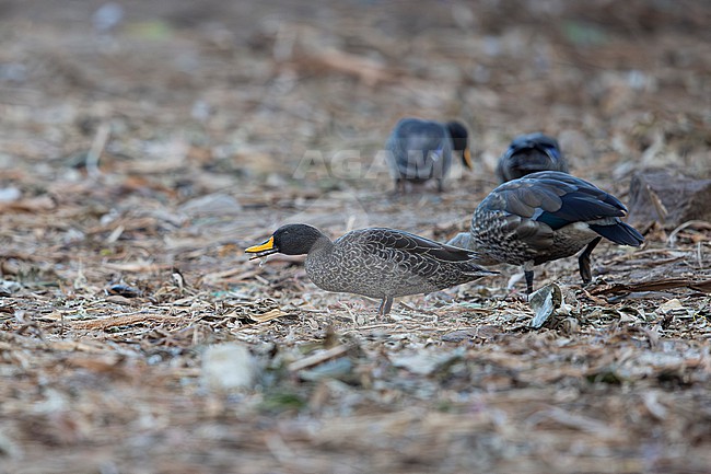 yellow-billed ducks (Anas undulata) of the east african subspecies rueppelli foraging atground near a village in Ethiopia stock-image by Agami/Mathias Putze,