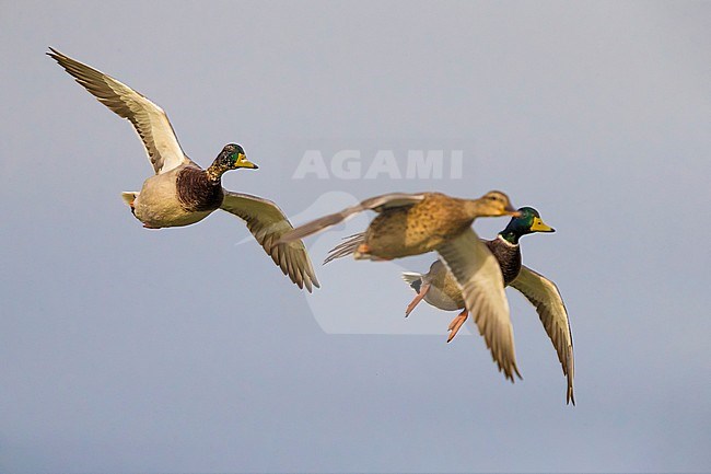 Mallard; Anas platyrhynchos stock-image by Agami/Daniele Occhiato,