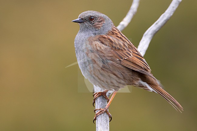 Heggenmus zittend op tak, Dunnock perched on branch stock-image by Agami/Daniele Occhiato,