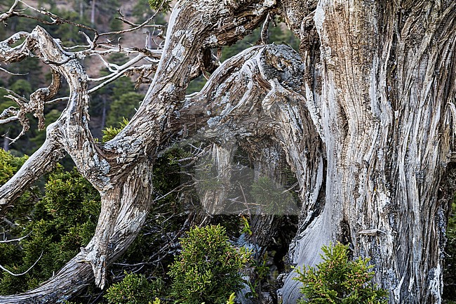 Landscape of Mediterranean island Cyprus stock-image by Agami/Ralph Martin,