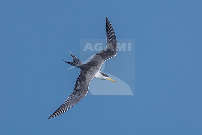 Great Crested Tern (Thalasseus bergii) flying at Persian Gulf in Kuwait City, Kuwait. stock-image by Agami/Vincent Legrand,