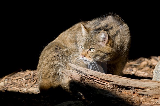 Europese Wilde Kat in gevangenschao; Captive European Wild Cat stock-image by Agami/Han Bouwmeester,