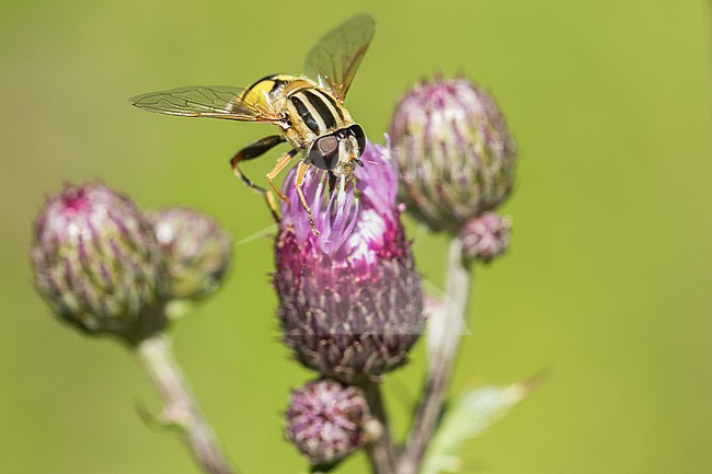 Helophilus trivittatus - Grosse Sumpfschwebfliege, Slovenia, imago stock-image by Agami/Ralph Martin,