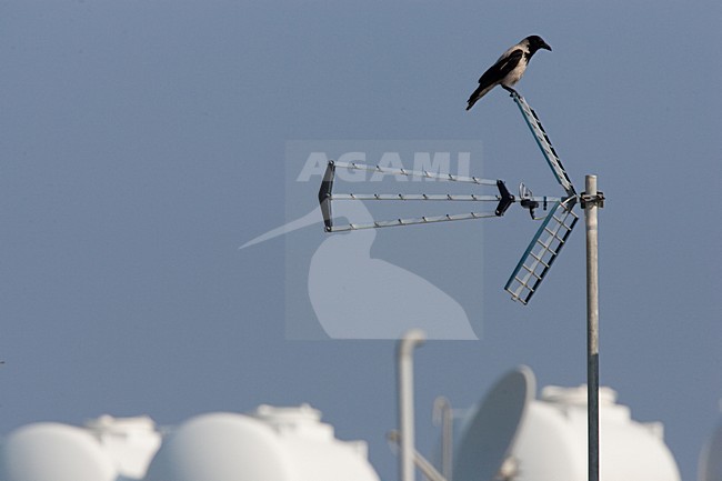Bonte Kraai zittend, Hooded Crow perched stock-image by Agami/Menno van Duijn,