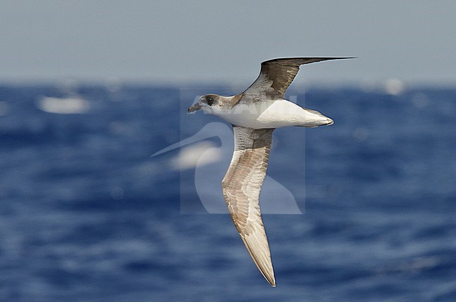 Desertas Petrel (Pterodroma deserta) Madeira Portugal August 2012 stock-image by Agami/Markus Varesvuo,