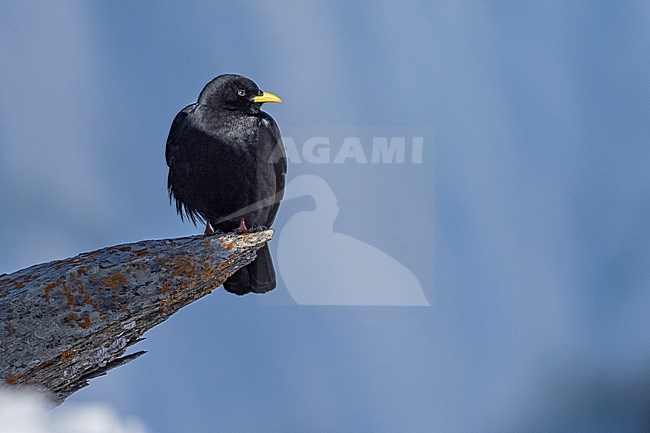 Alpine Chough (Pyrrhocorax graculus) sitting in snow in swiss Alps. stock-image by Agami/Marcel Burkhardt,