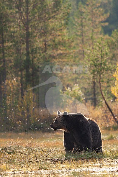 Brown bear (Ursus arctos) standing in field in backlight stock-image by Agami/Caroline Piek,