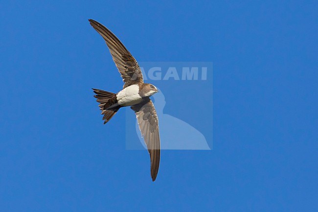 Alpengierzwaluw in de vlucht; Alpine Swift in flight stock-image by Agami/Daniele Occhiato,