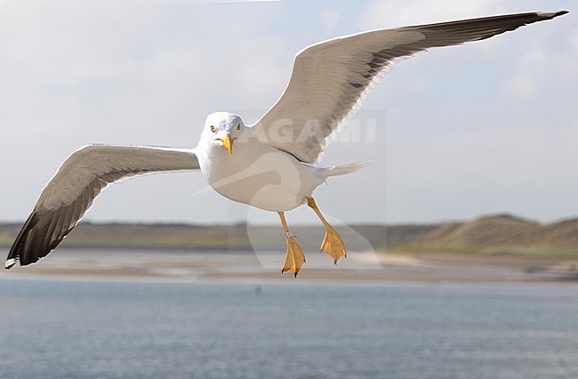 Lesser Black-backed gull, Larus fuscus, breeds on the island of Texel and they always like to follow the ferry for an easy treat. Many of them are ringed for research purposes. Here you can see how the bird uses his feet as windbreakers to keep the bird steady in the air. stock-image by Agami/Jacob Garvelink,
