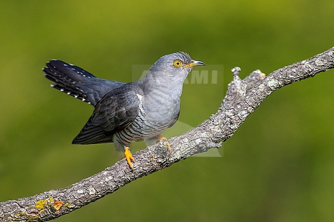 Male Eurasian Cuckoo perched on a tree near Florence, Italy. April 2017. stock-image by Agami/Vincent Legrand,