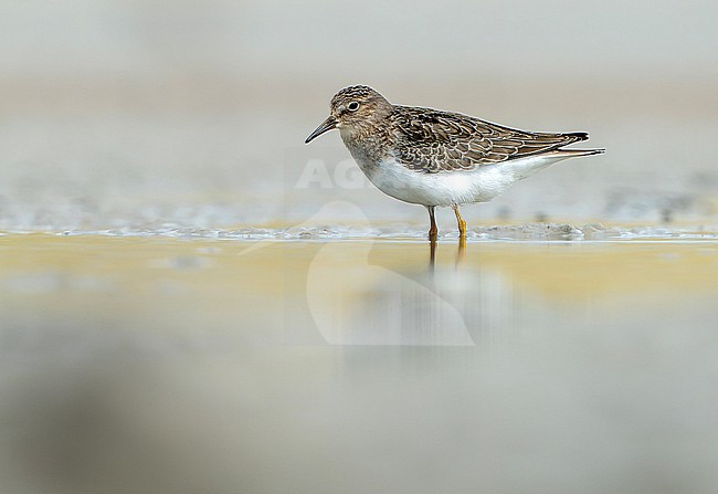 Temminck's stint (Calidris temminckii) during autumn migration in Mongolia. stock-image by Agami/Dani Lopez-Velasco,