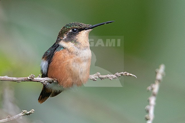 A Female Gorgeted Woodstar (Chaetocercus heliodor heliodor) at Huila, Colombia. stock-image by Agami/Tom Friedel,