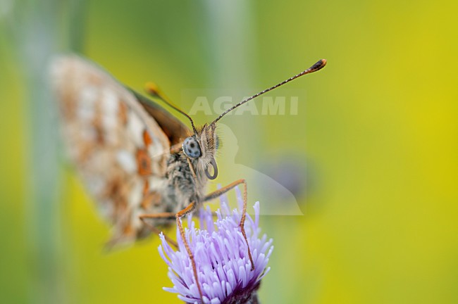 Zilveren Maan op distel bloem, Small Pearl-bordered Fritillary on flower of thistle stock-image by Agami/Rob de Jong,