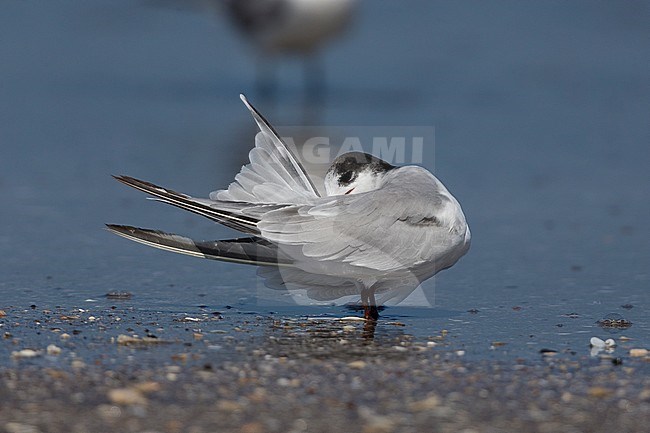 Common Tern (Sterna hirundo), preening on a beach, Liwa, Al-Batihan, Oman stock-image by Agami/Saverio Gatto,