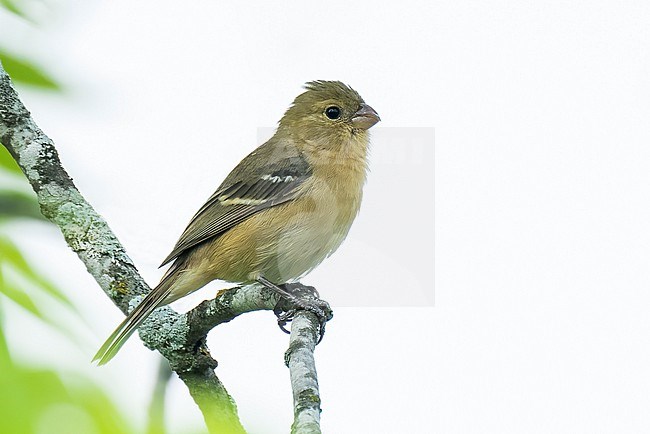 Adult female
Nuevo Leon, Mexico
May 2022 stock-image by Agami/Brian E Small,
