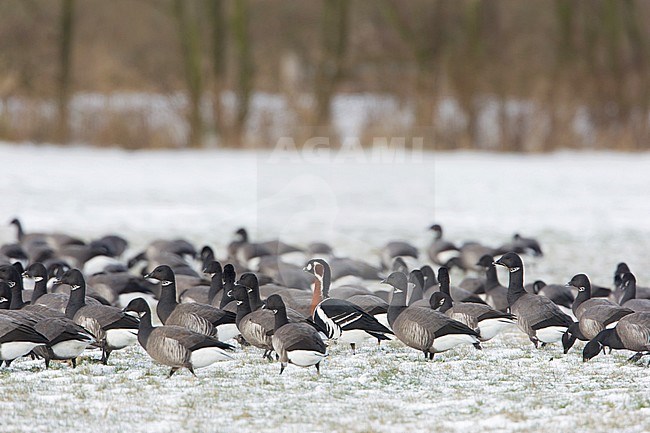 Red-breasted Goose, Roodhalsgans, Branta ruficollis stock-image by Agami/Arie Ouwerkerk,