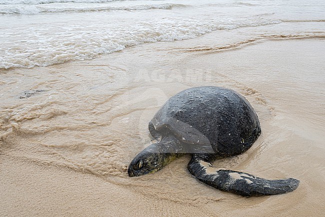 A dead Pacific green sea turtle, Chelonia mydas agassizi, on a beach. Floreana Island, Galapagos, Ecuador stock-image by Agami/Sergio Pitamitz,