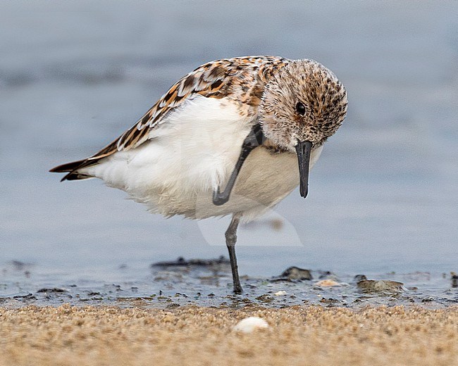 A Sanderling (Calidris alba) has an itch! stock-image by Agami/Jacob Garvelink,