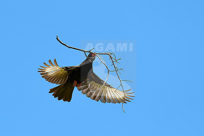 Male Red-billed Buffalo Weaver (Bubalornis niger) in flight against a blue sky, bringing a stick to built a nest, Moremi, Botswana stock-image by Agami/Tomas Grim,