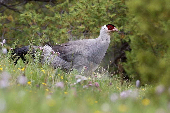 Mannetje Witte Oorfazant, White Eared-Pheasant male stock-image by Agami/Dubi Shapiro,