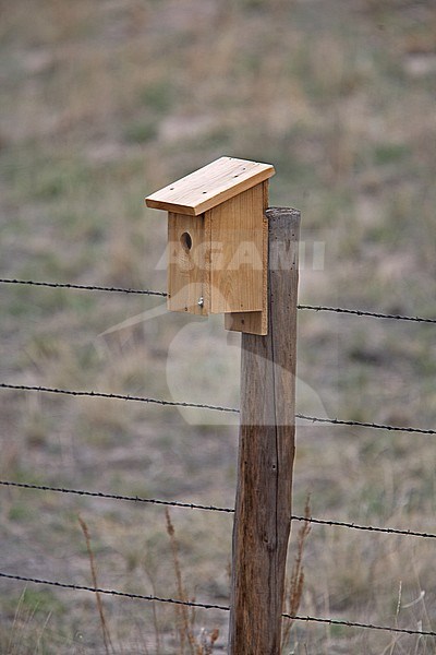 Mountain Bluebird (Sialia currucoides) nestbox stock-image by Agami/Andy & Gill Swash ,