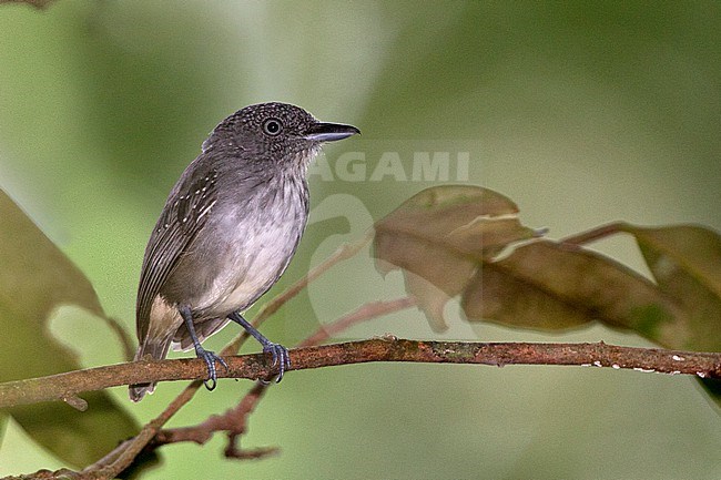 A male Spot-crowned Antvireo (Dysithamnus puncticeps) at Darien National Park, Panama. stock-image by Agami/Tom Friedel,