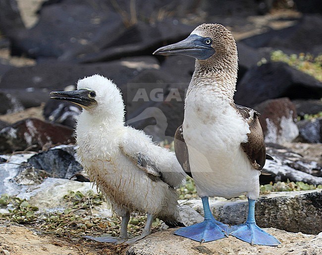 Blue-footed Booby (Sula nebouxii) on the Galapagos islands, Ecuador. Adult with a chick in the colony. stock-image by Agami/Dani Lopez-Velasco,