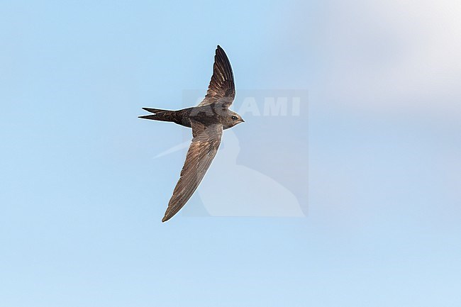 Close-up of one the most iconic flying birds ever. The Common Swift breeds in the city centre of Amsterdam still in quite good numbers despite their preferred old building being renovated more and more. stock-image by Agami/Jacob Garvelink,