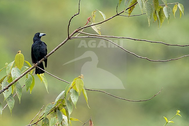 Black Butcherbird (Cracticus quoyi) Perched on a branch in Papua New Guinea stock-image by Agami/Dubi Shapiro,