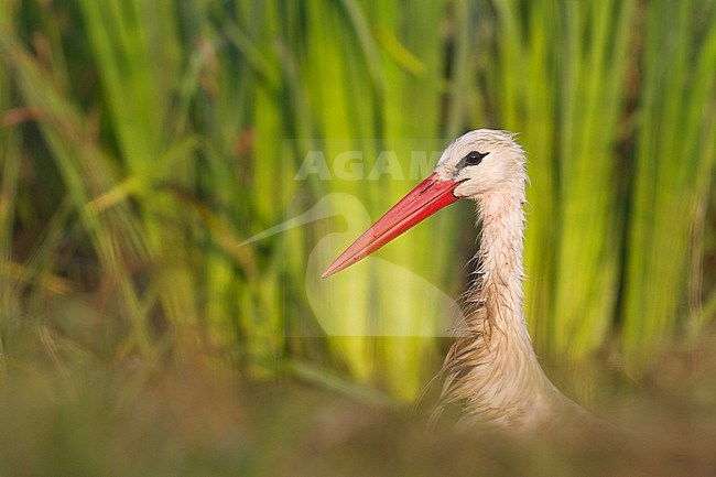 White Stork - Weissstorch - Ciconia ciconia ssp. ciconia, Germany, adult stock-image by Agami/Ralph Martin,