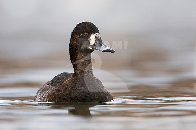 Hybrid Common Pochard x Tufted Duck, Hybride Kuifeend x Tafeleend, Aythya ferina x A. fuligula, France, adult female stock-image by Agami/Ralph Martin,