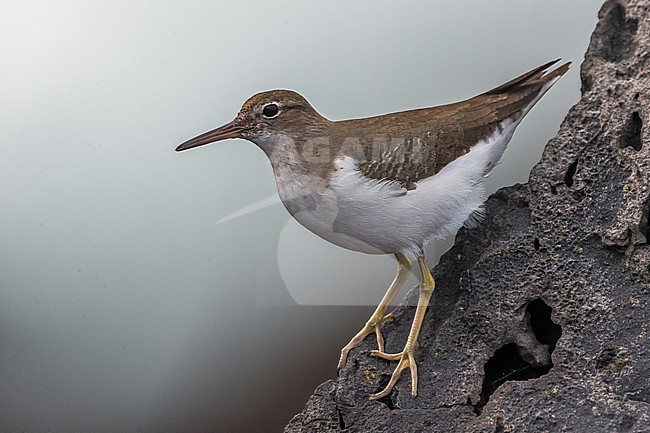 Amerikaanse Oeverloper, Spotted Sandpiper, Actitis macularius stock-image by Agami/Daniele Occhiato,
