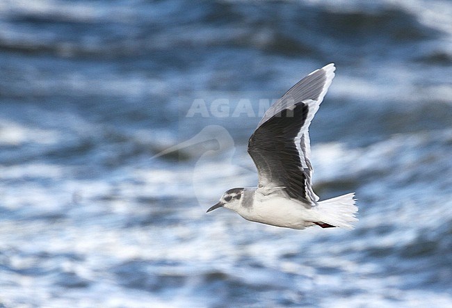 Adult winter Dwergmeeuw in vlucht, Adult winter Little Gull in flight stock-image by Agami/Karel Mauer,