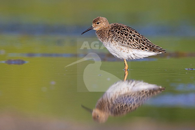 Ruff (Philomachus pugnax), side view of an adult female standing in the water, Campania, Italy stock-image by Agami/Saverio Gatto,