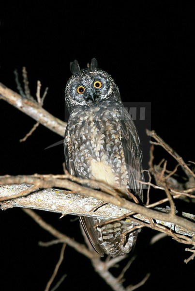 Grote Ransuil, Stygian Owl, Asio stygius siguapa stock-image by Agami/Pete Morris,