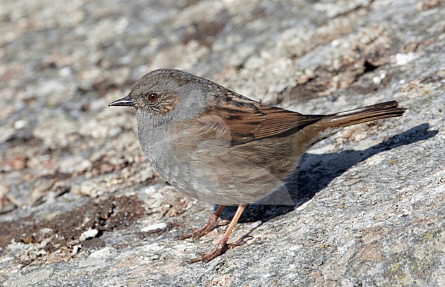 Heggenmus op een rots; Dunnock perched on a rock stock-image by Agami/Markus Varesvuo,
