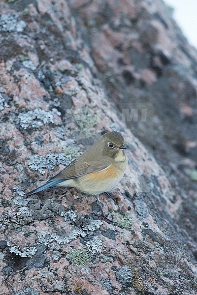First-winter Red-flanked Bluetail (Tarsiger cyanurus) perched on a rock along a Finnish shore. stock-image by Agami/Arto Juvonen,