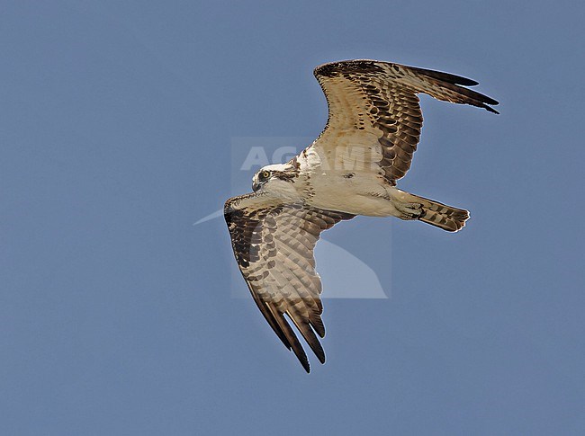 American Osprey, Pandion carolinensis,  in Western Mexico. stock-image by Agami/Pete Morris,